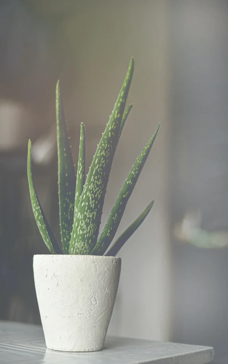 Aloe Plant Pot: Choosing the Right Container for Healthy Growth